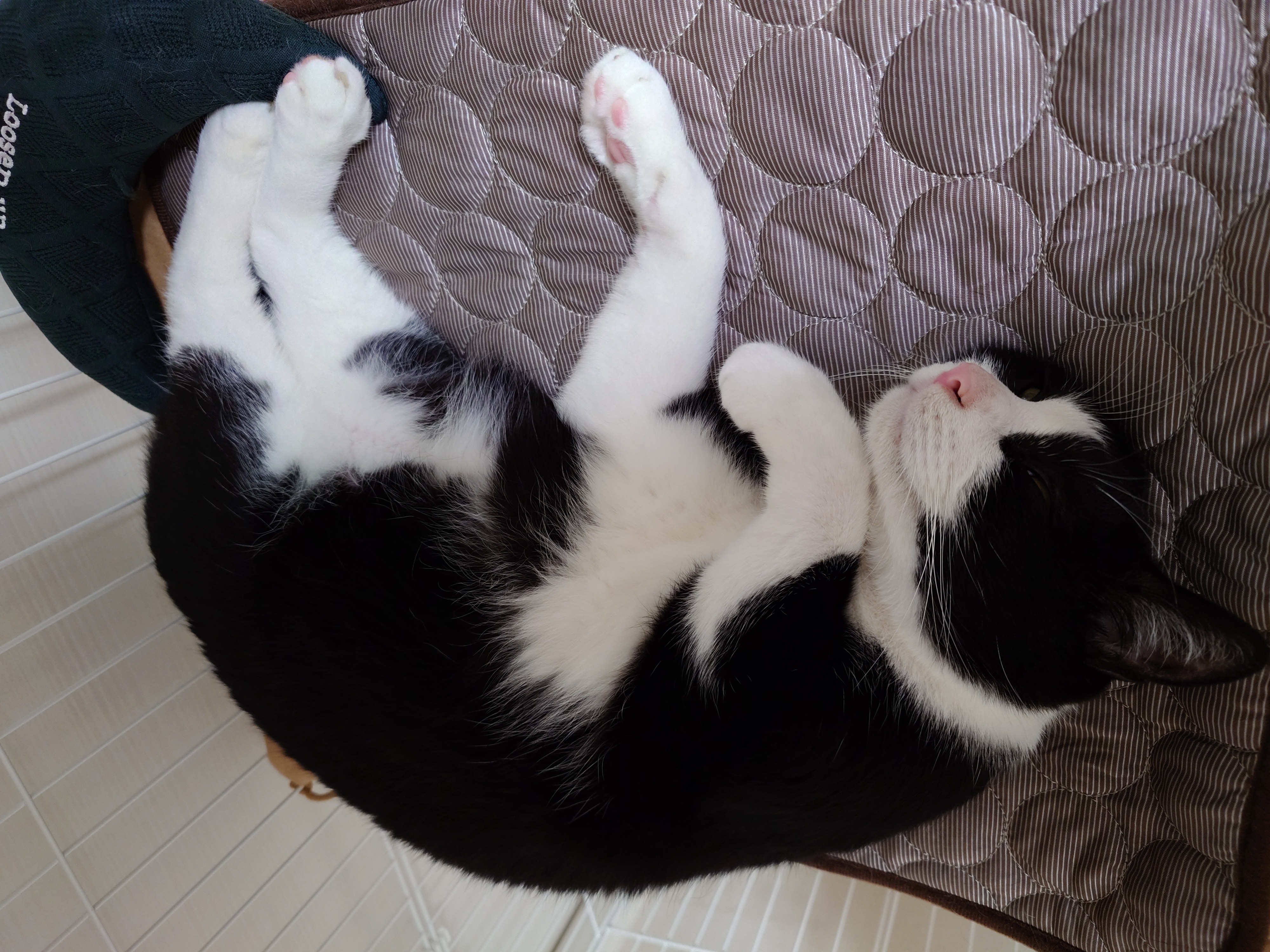 冷感マットの上でくつろぐ猫