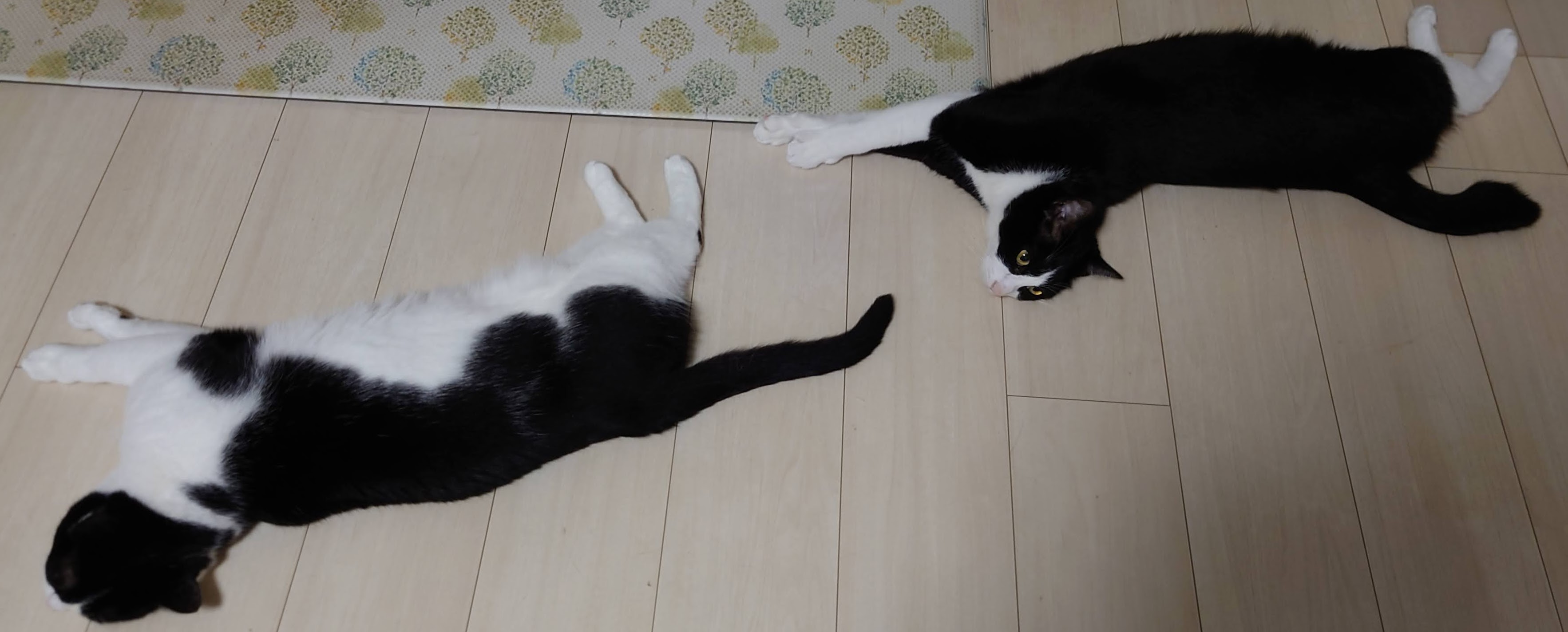 うちに来て2日目、床で伸びてくつろぐ猫たち
