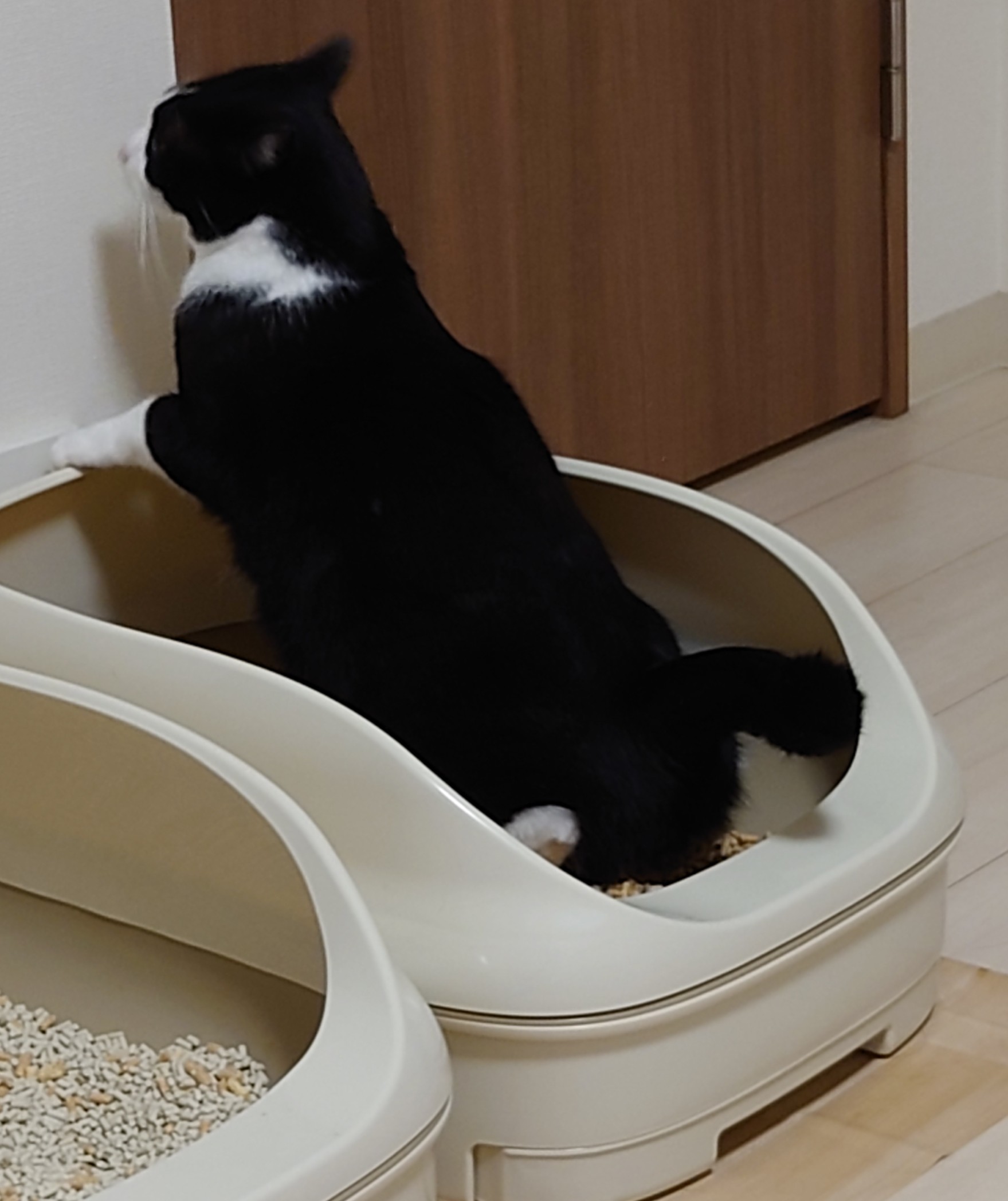 システムトイレの砂で用を足す猫