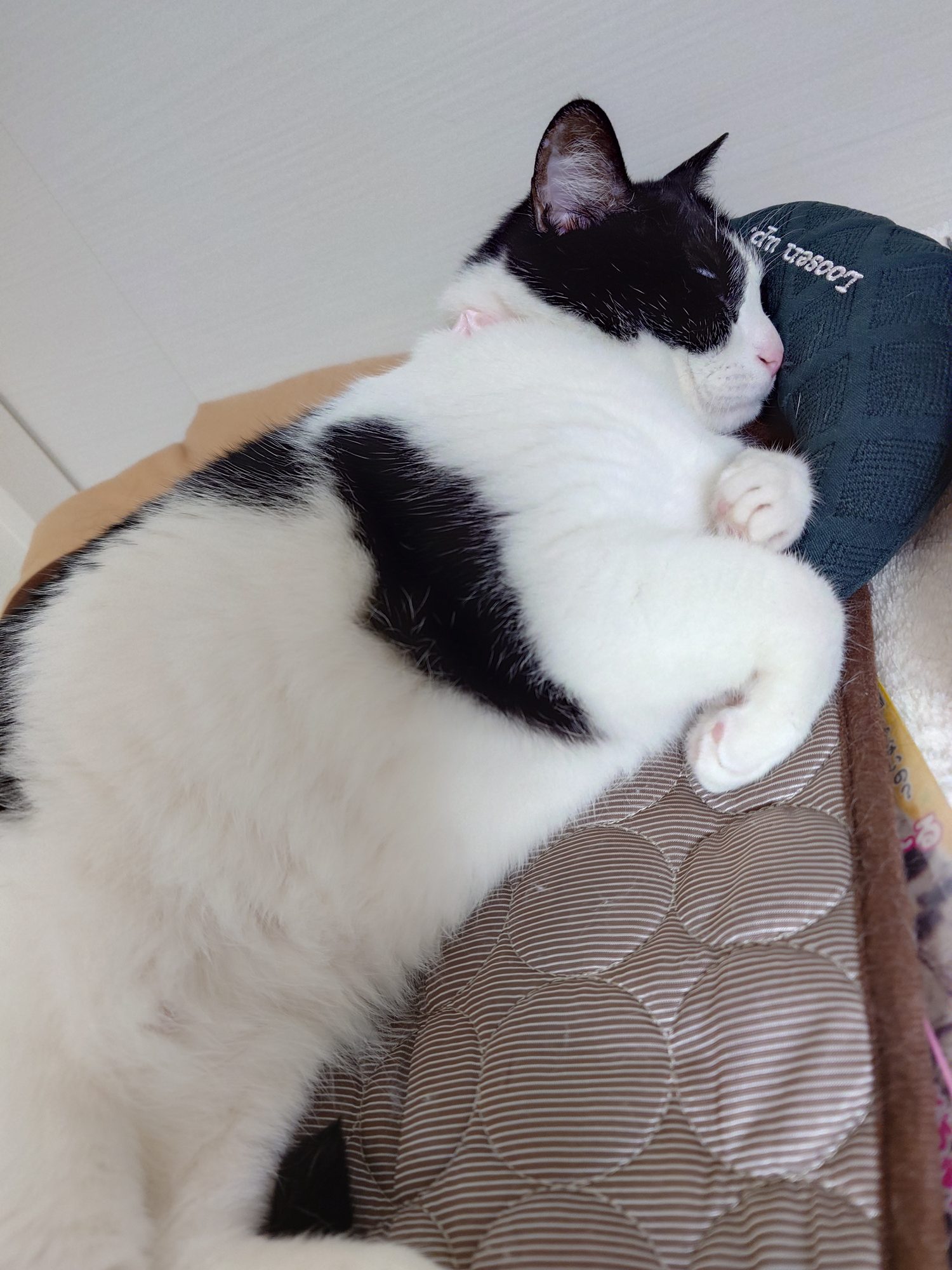 枕を枕にして仰向けで眠るヴィー